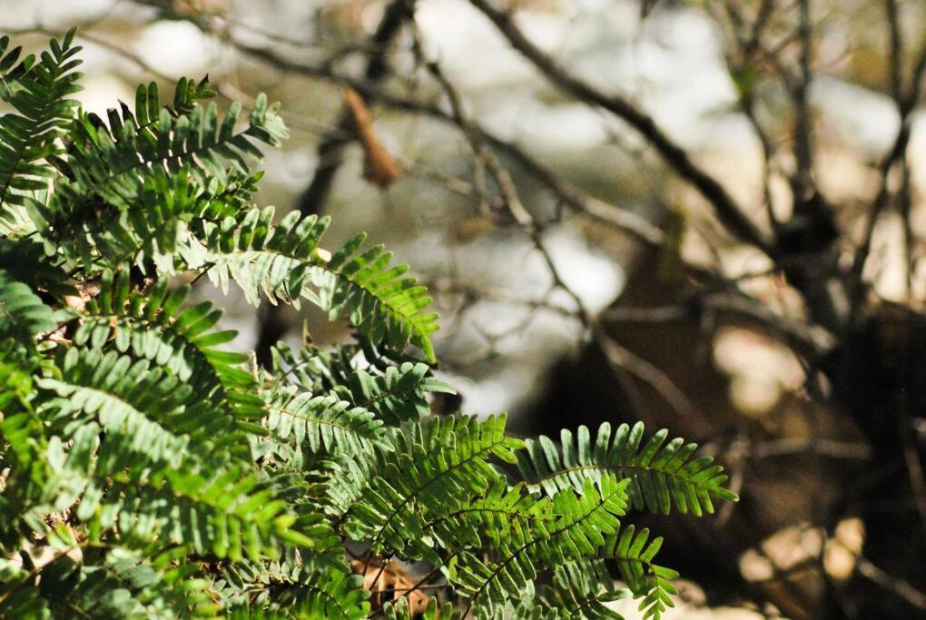 Hostal Casa 4 Estaciones, Coliving & Nature San Cristóbal de Las Casas Εξωτερικό φωτογραφία